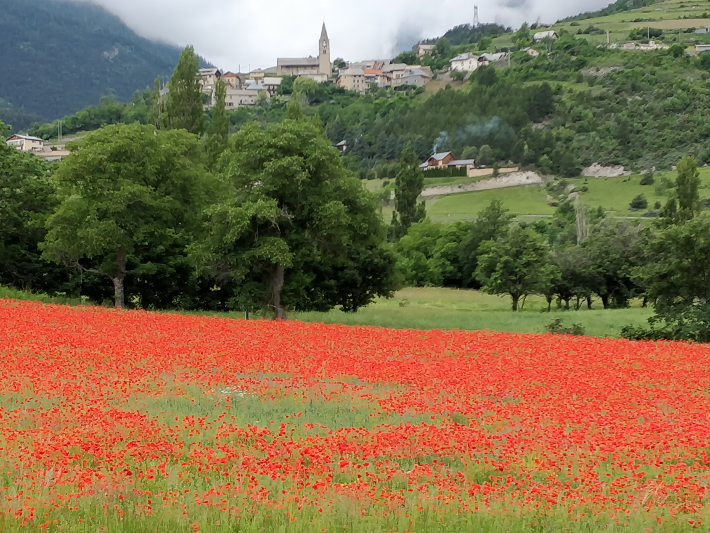 Coquelicots vers Embrun 2018