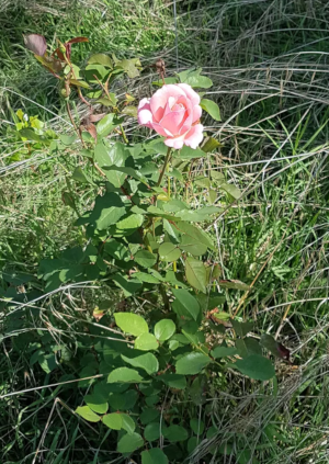 Rose par Christelle A.