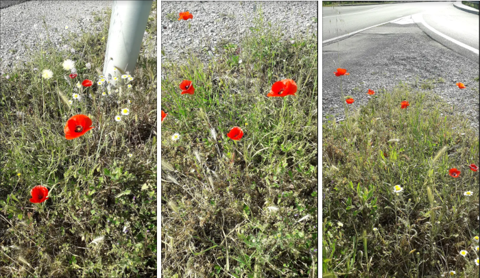 Coquelicots Mars 2020