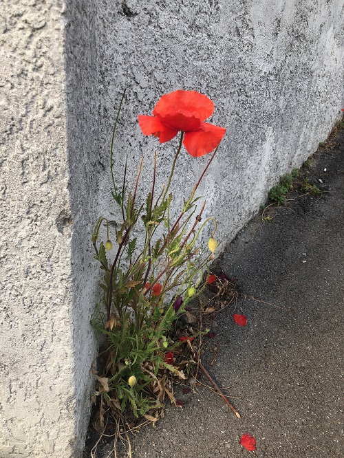 Coquelicot au pid d'un pauvre mur