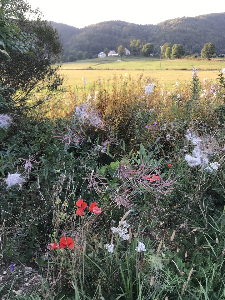 Coquelicots en Vercors Sept. 2020