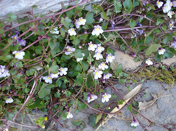 Cymbalaire des murs