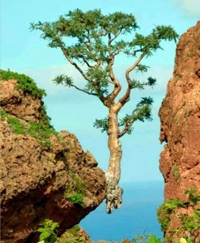 L'Arbre à la Pointe Toujours Vertes