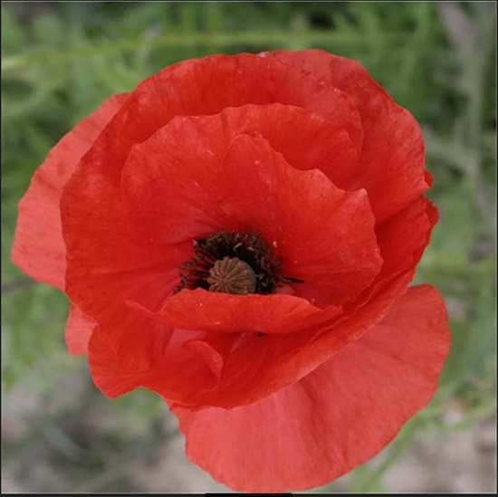 Coquelicot Sauvage