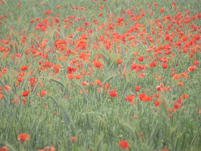 Coquelicots par Gaël Langevin