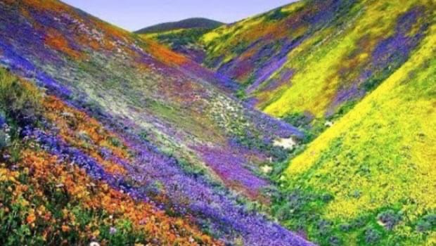 Désert fleuri après la pluie