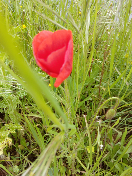 Coquelicot Printemps 2018