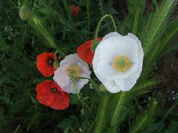 coquelicot blanc