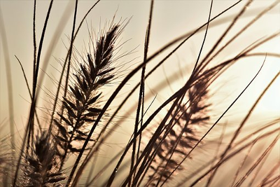 L'âme herbe de l'Univers