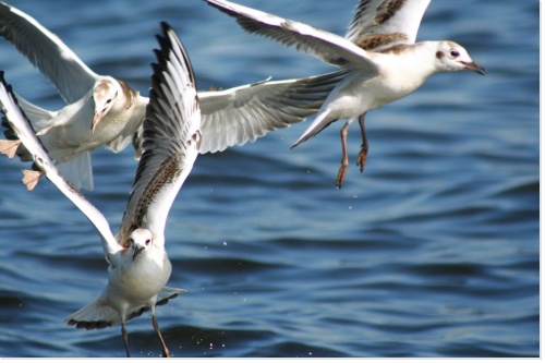 mouettes