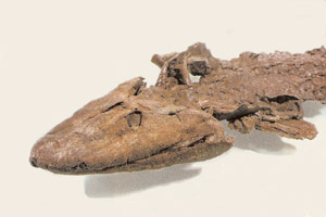 tiktaalik