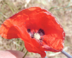 Photo&nbsp;: "Poppy" by Sister Pascale B.