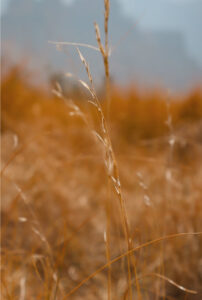 Like grass in earthly naturemy soul is a blade of grass in the limitless meadow of the universe, of Life, of the Whole. (Photo&nbsp;: Jennifer Coffin-Grey, Unsplash)