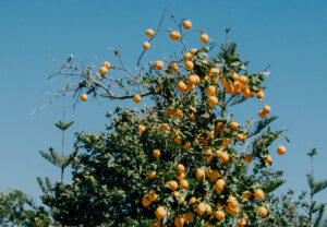 My Self is a tree still rootless, but it has borne fruit already.(Photo&nbsp;: Raymond Petrik, Unsplash)