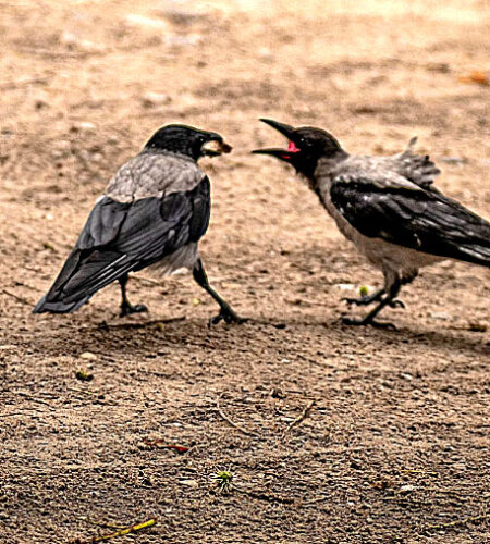 Possible beneficial effects of bickering