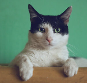 Can the cat see the snapshooter?No, he only just thinks, "Hullo, a biped!" (Photo&nbsp;: Manja Vitolic, Unsplash)