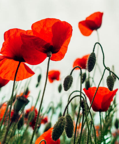 The endless return of  field poppies