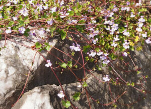 The mission in the world like the ivy-leaved toadflax in ruins.(Photo&nbsp;: Agnieszka Kwiecień, Nova, wikimedia)