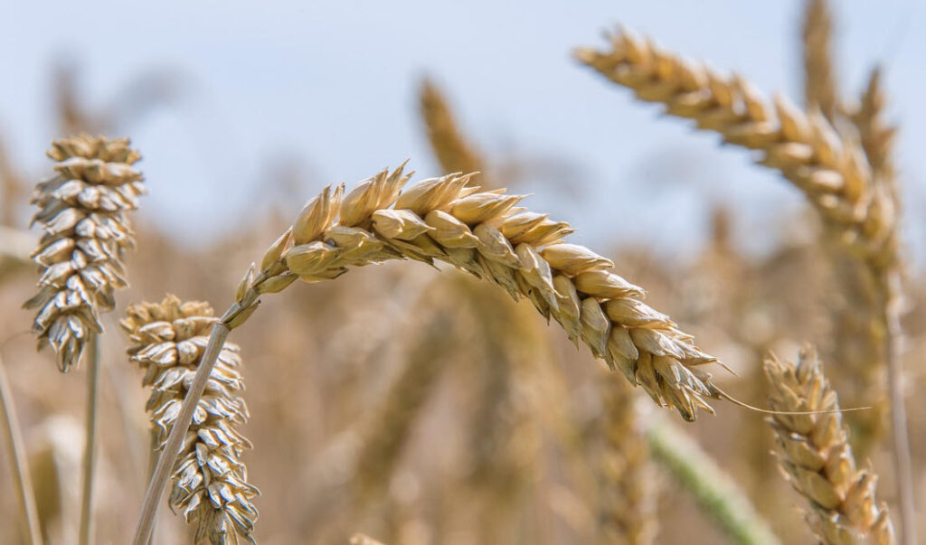 Ripe wheat heads (Photo&nbsp;: Donauwood, pixabay)