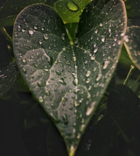 Penitence is uttermost ecology