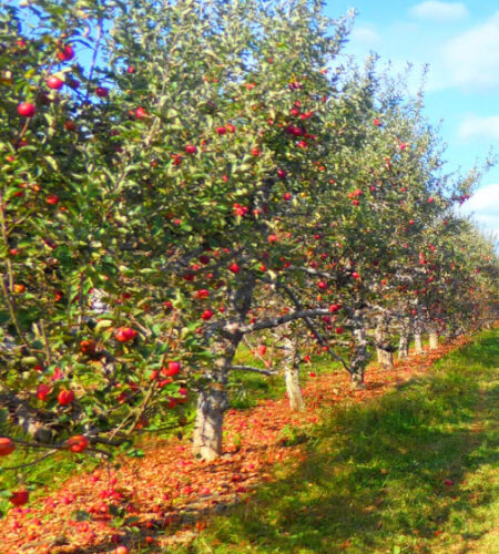 Let’s plant the apple trees of penitence!